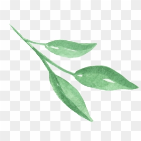 Three Pieces Of Bright Green Leaves Transparent Png - Russian Olive, Png Download - leaves transparent png