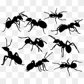 Carpenter Ant, HD Png Download - mosquito silhouette png