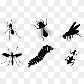 Flies Clipart Insect Wing - Insects Silhouette Png, Transparent Png - mosquito silhouette png
