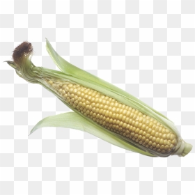 Brochure Vector Corn - Corn On A Cob Png, Transparent Png - maiz png