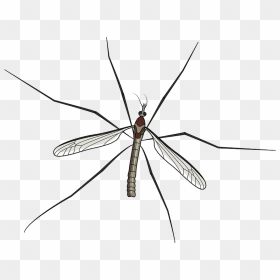 Mosquito Clipart - Net-winged Insects, HD Png Download - mosquito silhouette png