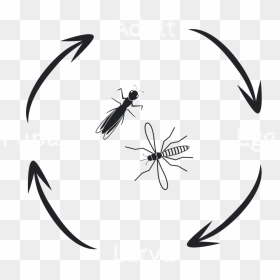 Lifecycle 1, HD Png Download - mosquito silhouette png