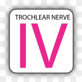 Cranial Nerve Iv, HD Png Download - nerves png