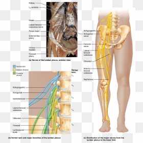 Back Wing Bone Spine Png - Lumbar Plexus In Body, Transparent Png - nerves png