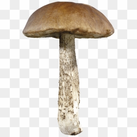 Mushroom Png Image - Transparent Background Mushroom Png, Png Download - shrooms png