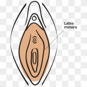 Clitoris Png, Transparent Png - shapes png