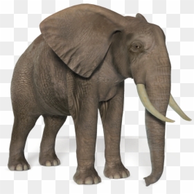 African Bush Elephant Png, Transparent Png - elephant png