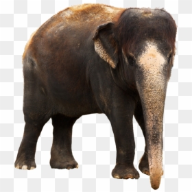 Indian Elephant Images Hd, HD Png Download - elephant png