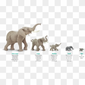 Elephant Safari Ltd, HD Png Download - elephant png