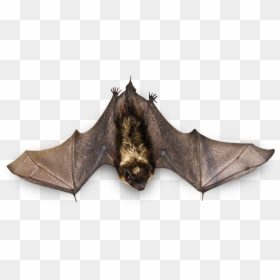 Real Bat Png, Transparent Png - bat png