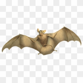 Vampire Bat, HD Png Download - bat png