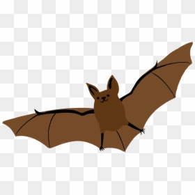 Little Brown Myotis, HD Png Download - bat png