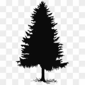 Black And White Pine Tree Png, Transparent Png - pine tree png