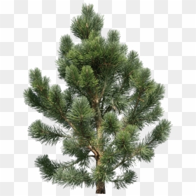 Transparent Png Pine Tree, Png Download - pine tree png