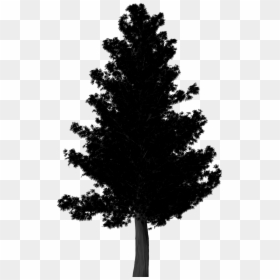 Arvore Png Sombra, Transparent Png - pine tree png
