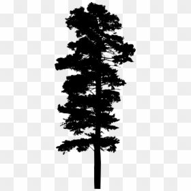 Pine Tree Png Black, Transparent Png - pine tree png
