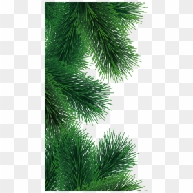 Fir Tree Branch Png, Transparent Png - pine tree png
