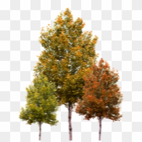 Landscape Design Kinds Of Tree, HD Png Download - pine tree png