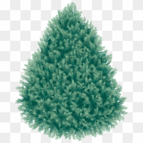 Blue Spruce Transparent Background, HD Png Download - pine tree png