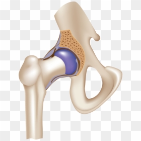 Ball And Socket Joint In The Hip, HD Png Download - joint png