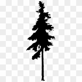 Silhouette Pine Tree Png, Transparent Png - pine tree png