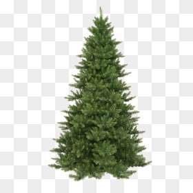 Kind Of Tree Is A Christmas Tree, HD Png Download - pine tree png