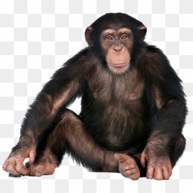 Imagen De Un Chimpancé, HD Png Download - monkey png