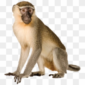 Howler Monkey White Background, HD Png Download - monkey png
