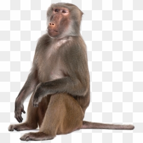 Baboon Clear Background, HD Png Download - monkey png