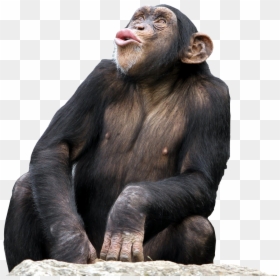Chimpanzee High Resolution, HD Png Download - monkey png