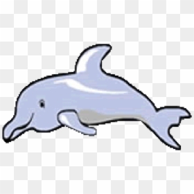 Tucuxi, HD Png Download - dolphin png
