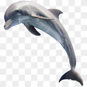 Dolphin Png, Transparent Png - dolphin png