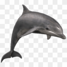 Dolphin Jumping Transparent Background, HD Png Download - dolphin png