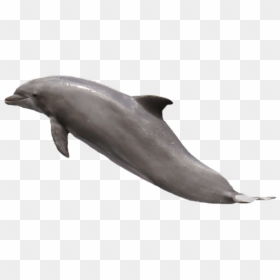 Lumba Lumba Png, Transparent Png - dolphin png