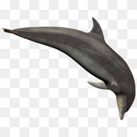Dolphin Png Transparent, Png Download - dolphin png