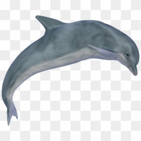 Jumping Dolphin Png, Transparent Png - dolphin png