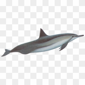 River Dolphin With Transparent Background, HD Png Download - dolphin png