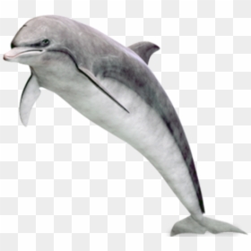 Dolphin, HD Png Download - dolphin png