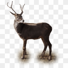 Deer Winter Png, Transparent Png - christmas deer png