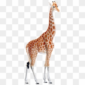 Vintage Giraffe Illustrations, HD Png Download - giraffe cartoon png