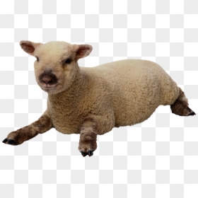 Sheep With Transparent Background, HD Png Download - lamb clipart png