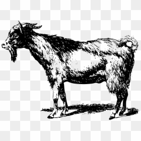 Goat, HD Png Download - goat clipart png