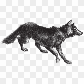 Wolf, HD Png Download - wolf drawing png