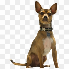 Companion Dog, HD Png Download - dog barking png