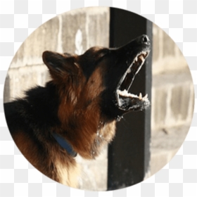 German Shepherd Holding, HD Png Download - dog barking png