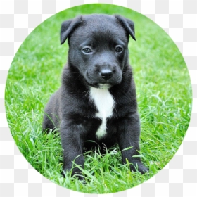 Dog Sitting On Grass, HD Png Download - dog barking png