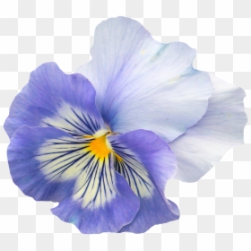 Pansy Png, Transparent Png - pansy png