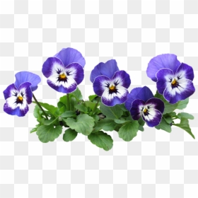 Pansy Flower Pot Transparent, HD Png Download - pansy png