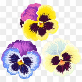 Transparent Pansy Clipart, HD Png Download - pansy png