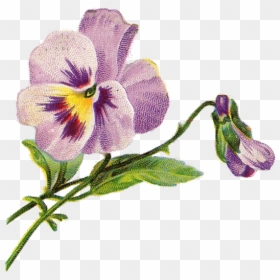 Violet Flower Vintage Illustration, HD Png Download - pansy png